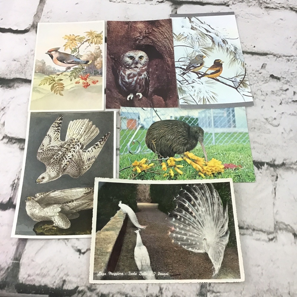 Vintage Postcards Birds Wildlife Kiwi Owl Peacock Collectible Nature Lot Of 6